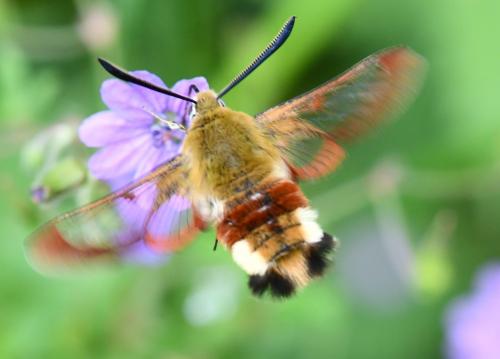 Hemaris fuciformis